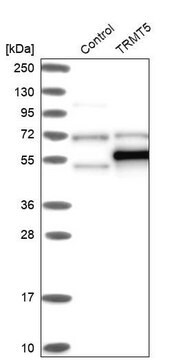 Anti-TRMT5 antibody produced in rabbit Prestige Antibodies&#174; Powered by Atlas Antibodies, affinity isolated antibody, buffered aqueous glycerol solution