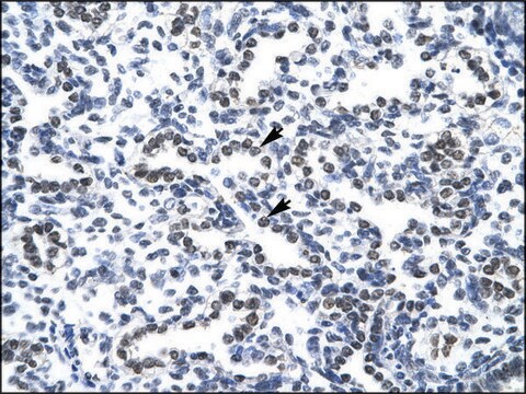 Anti-NPM1 (AB1) antibody produced in rabbit IgG fraction of antiserum