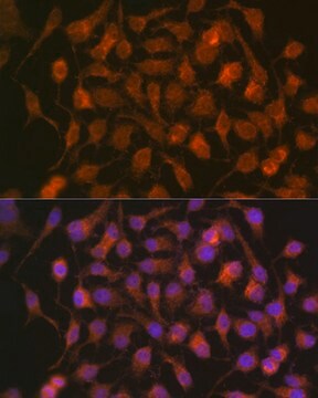 Anti-HSP70 Antibody, clone 5U9A0, Rabbit Monoclonal