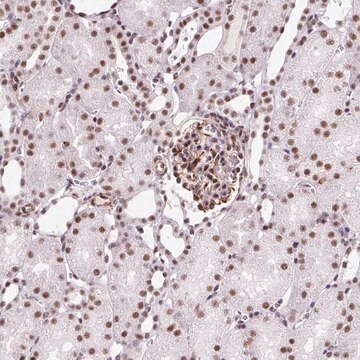 Anti-LUC7L2 antibody produced in rabbit Prestige Antibodies&#174; Powered by Atlas Antibodies, affinity isolated antibody, buffered aqueous glycerol solution