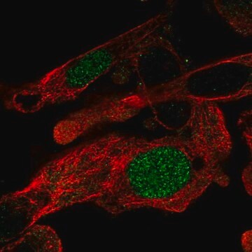 Anti-ZNF696 antibody produced in rabbit Prestige Antibodies&#174; Powered by Atlas Antibodies, affinity isolated antibody