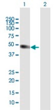 Anti-ATOH1 antibody produced in mouse purified immunoglobulin, buffered aqueous solution