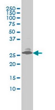 Anti-EDN3 Mouse mAb (2A6-2A4) liquid, clone 2A6-2A4, Calbiochem&#174;