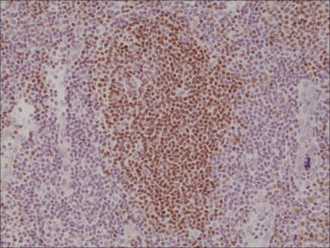 Anti-PAX-5 (paired box protein) antibody, Rabbit monoclonal recombinant, expressed in HEK 293 cells, clone RM331, purified immunoglobulin