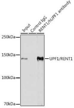 Anti-UPF1/RENT1 Antibody, clone 5D5C4, Rabbit Monoclonal