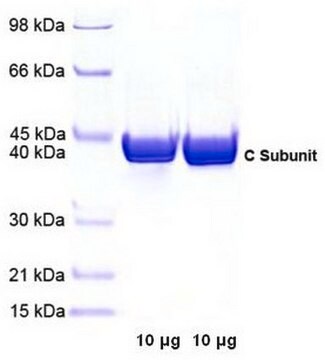 PKA, Catalytic Subunit, Bovine Heart