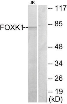 Anti-FOXK1 antibody produced in rabbit affinity isolated antibody