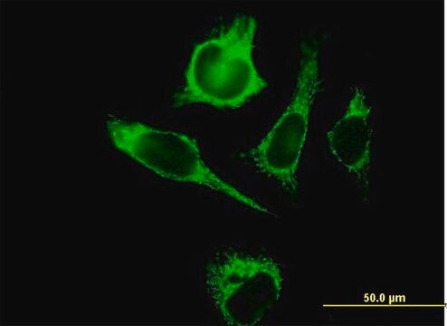 Anti-TUFM antibody produced in mouse purified immunoglobulin, buffered aqueous solution