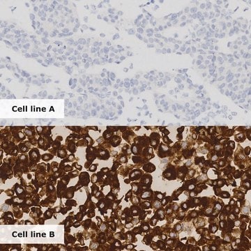 ROS1 Analyte Control Cell line controls for immunohistochemistry and in situ hybridization