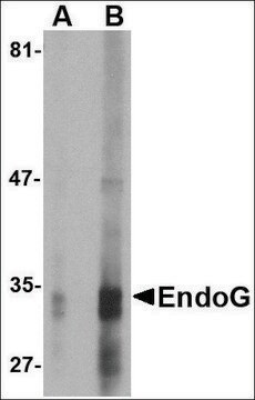 Monoclonal Anti-EndoG antibody produced in mouse clone 7G1C10, purified immunoglobulin, buffered aqueous solution