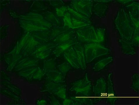 Monoclonal Anti-PDLIM7 antibody produced in mouse clone 2D6, purified immunoglobulin, buffered aqueous solution