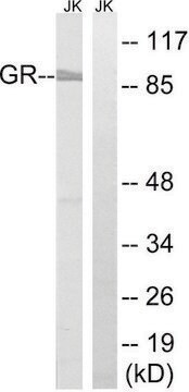 Anti-GR antibody produced in rabbit affinity isolated antibody