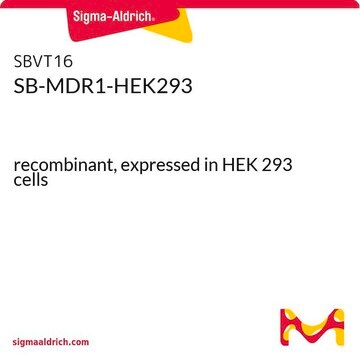 SB-MDR1-HEK293 recombinant, expressed in HEK 293 cells