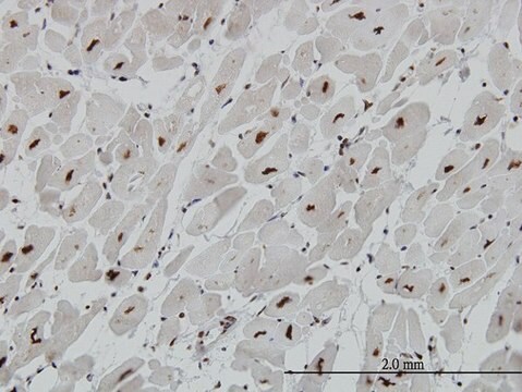 Monoclonal Anti-MECP2 antibody produced in mouse clone 4B6, purified immunoglobulin, buffered aqueous solution