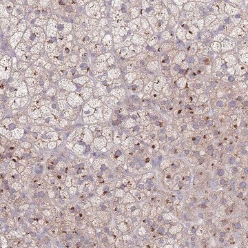 Anti-AKAIN1 antibody produced in rabbit Prestige Antibodies&#174; Powered by Atlas Antibodies, affinity isolated antibody, buffered aqueous glycerol solution