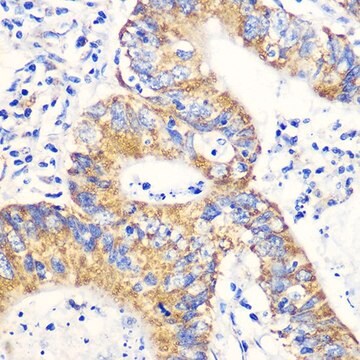 Anti-NRF2 antibody produced in rabbit