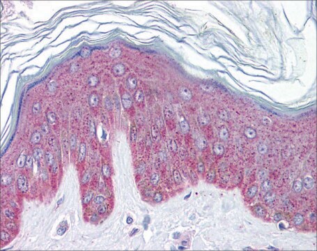 Anti-IL33 antibody produced in rabbit affinity isolated antibody