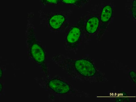 ANTI-PASD1 antibody produced in mouse clone 3C1, purified immunoglobulin, buffered aqueous solution