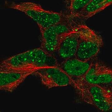 Anti-TDP2 antibody produced in rabbit Prestige Antibodies&#174; Powered by Atlas Antibodies, affinity isolated antibody