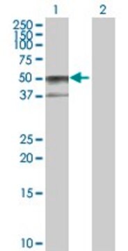 Anti-SERPINA6 antibody produced in rabbit purified immunoglobulin, buffered aqueous solution