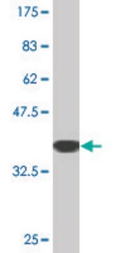 Monoclonal Anti-PANX1, (C-terminal) antibody produced in mouse clone 2E3, purified immunoglobulin, buffered aqueous solution