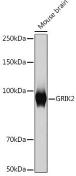 Anti-GRIK2 Antibody, clone 4B4L9, Rabbit Monoclonal