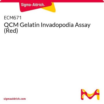 QCM Gelatin Invadopodia Assay (Red)