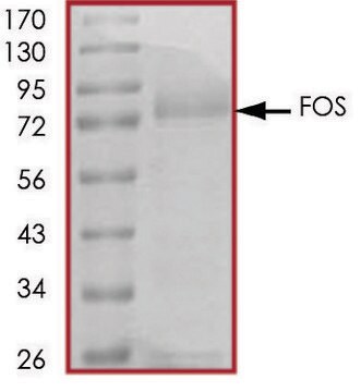 FOS, GST tagged human recombinant, expressed in baculovirus infected Sf9 cells, &#8805;70% (SDS-PAGE), buffered aqueous glycerol solution