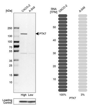 Anti-PTK7 antibody produced in rabbit Prestige Antibodies&#174; Powered by Atlas Antibodies, affinity isolated antibody, buffered aqueous glycerol solution