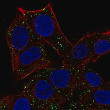 Anti-ABT1 antibody produced in rabbit Prestige Antibodies&#174; Powered by Atlas Antibodies, affinity isolated antibody