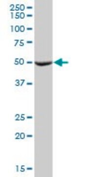 Anti-MTRF1 antibody produced in mouse IgG fraction of antiserum, buffered aqueous solution