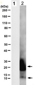 Anti-minicore HCV Antibody, clone Neo4 clone Neo4, from mouse