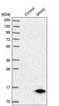 Anti-GNG2 antibody produced in rabbit Prestige Antibodies&#174; Powered by Atlas Antibodies, affinity isolated antibody, buffered aqueous glycerol solution