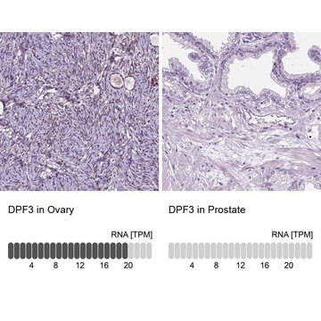 Anti-DPF3 antibody produced in rabbit Prestige Antibodies&#174; Powered by Atlas Antibodies, affinity isolated antibody, buffered aqueous glycerol solution