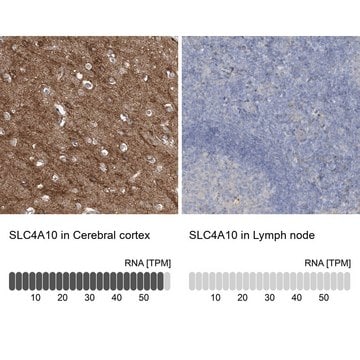 Anti-SLC4A10 antibody produced in rabbit Prestige Antibodies&#174; Powered by Atlas Antibodies, affinity isolated antibody, buffered aqueous glycerol solution