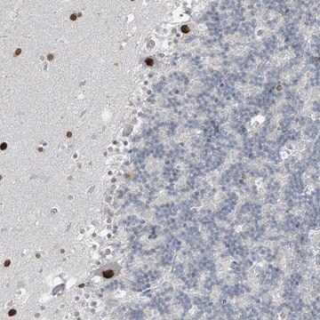 Anti-PRDM6 antibody produced in rabbit Prestige Antibodies&#174; Powered by Atlas Antibodies, affinity isolated antibody, buffered aqueous glycerol solution