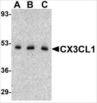 Anti-CX3CL1 antibody produced in rabbit affinity isolated antibody, buffered aqueous solution