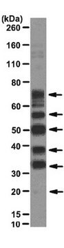 Anti-Phosphoepitope SR proteins Antibody, clone 1H4 clone 1H4, from mouse