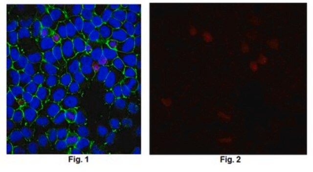 Anti-8-Oxoguanine, clone 483.15 Antibody (Ascites Free) clone 483.15, from mouse