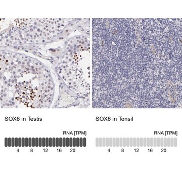 Anti-SOX6 antibody produced in rabbit Prestige Antibodies&#174; Powered by Atlas Antibodies, affinity isolated antibody, buffered aqueous glycerol solution