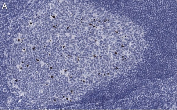 抗cleaved PARP1抗体 クローン2G13 ZooMAb&#174;ウサギモノクローナル recombinant, expressed in HEK 293 cells