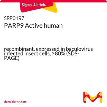 PARP9 Active human recombinant, expressed in baculovirus infected insect cells, &#8805;80% (SDS-PAGE)