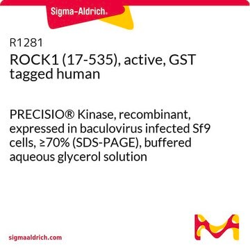 ROCK1 (17-535), active, GST tagged human PRECISIO&#174; Kinase, recombinant, expressed in baculovirus infected Sf9 cells, &#8805;70% (SDS-PAGE), buffered aqueous glycerol solution