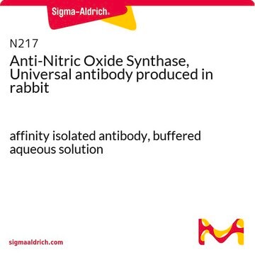 抗NOシンターゼ, ユニバーサル ウサギ宿主抗体 affinity isolated antibody, buffered aqueous solution