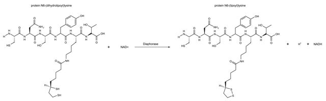 Diaphorase from Clostridium kluyveri recombinant, expressed in E. coli, Animal-component free