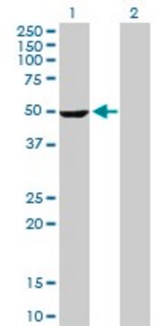 Anti-STK25 antibody produced in rabbit purified immunoglobulin, buffered aqueous solution