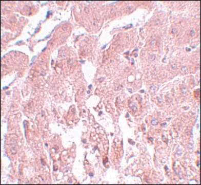 Anti-SUMO2/3 antibody produced in rabbit affinity isolated antibody, buffered aqueous solution