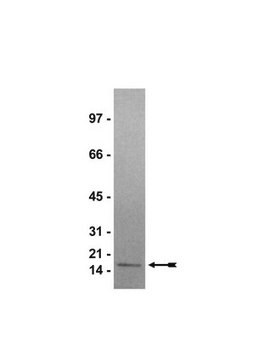 Histone H3, human recombinant Recombinant human histone H3.