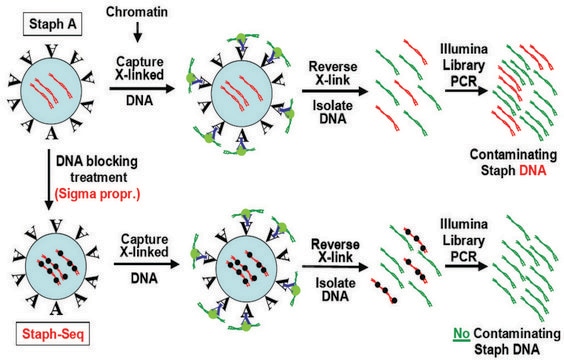 Imprint&#174; Ultra Chromatin Immunoprecipitation Kit, Without Controls ChIP kit for maximum sensitivity, compatible with Next-Gen sequencing