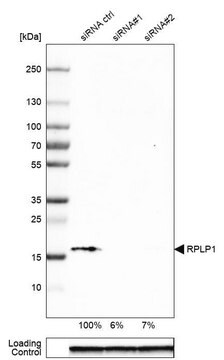 Anti-RPLP1 antibody produced in rabbit Prestige Antibodies&#174; Powered by Atlas Antibodies, affinity isolated antibody, buffered aqueous glycerol solution